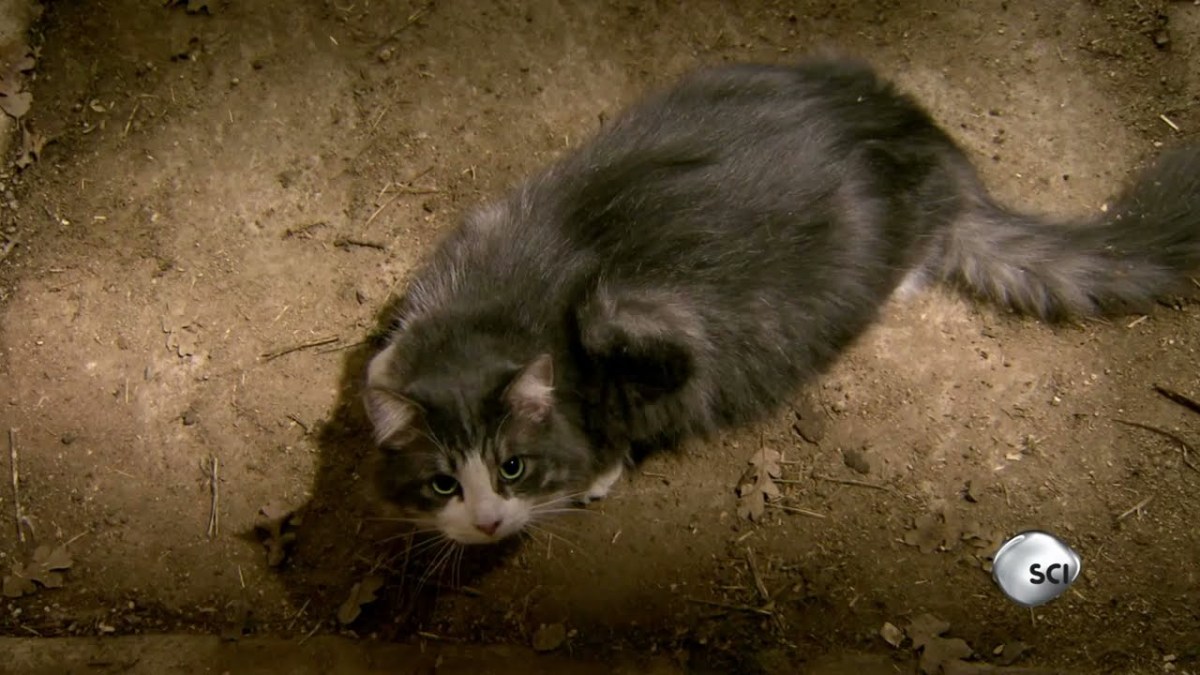 How Wild Cats Domesticated Themselves Without the Help of Humans