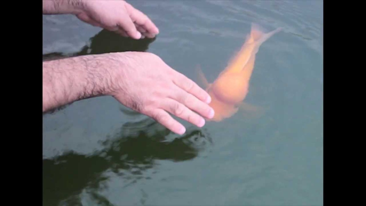 acleverkoifishplaysaremark.jpg?w=1200