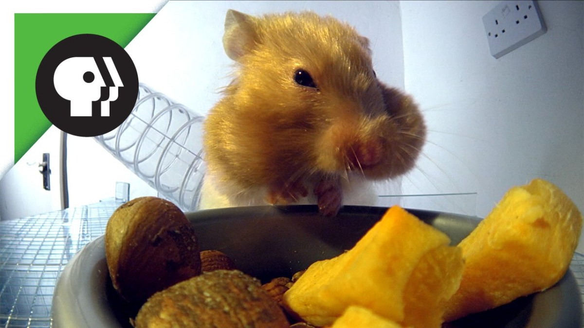 XRays Demonstrate How Much Food Hamsters Can Stuff Into Their