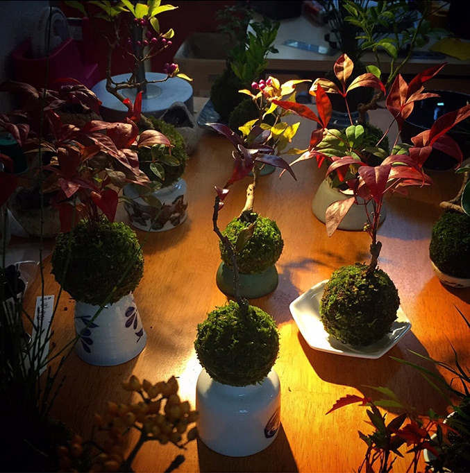 Bonsai.jpg?fit=677%2C682