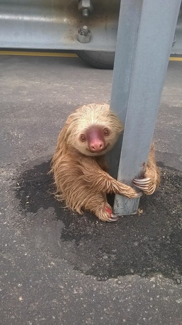 Close Up Sloth