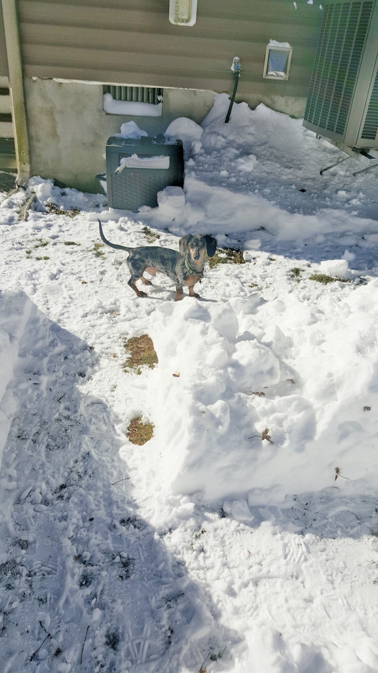 Doxie-e1453760059616.jpg?fit=750%2C1333