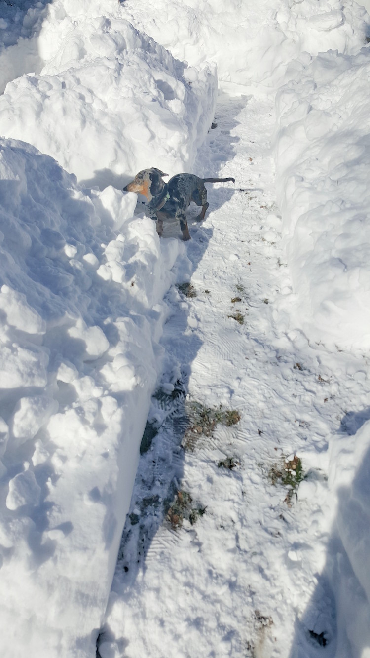 Doxy-in-Maze.jpg?fit=750%2C1333