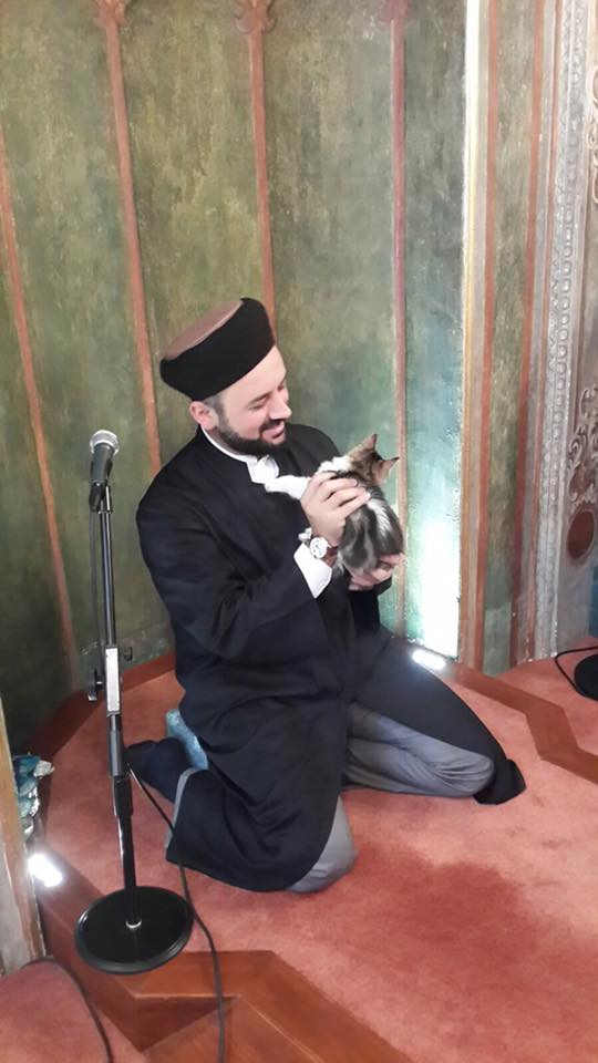 Kitten.jpg?fit=540%2C960