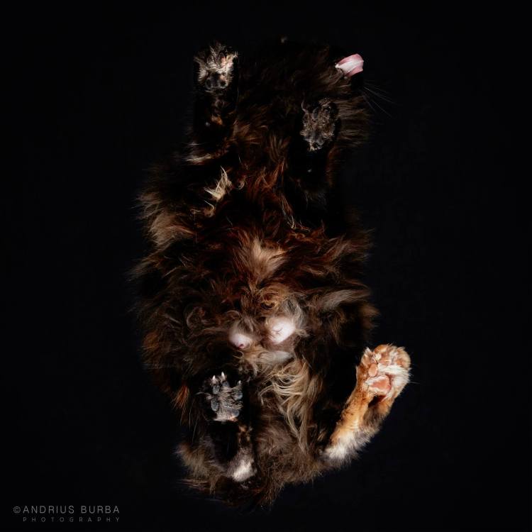 Kurlean-Longhair.jpg?w=750&fit=750%2C750