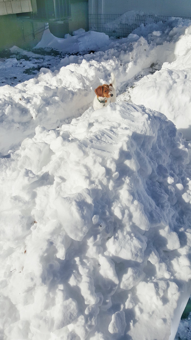 Setter-in-Maze.jpg?fit=750%2C1333