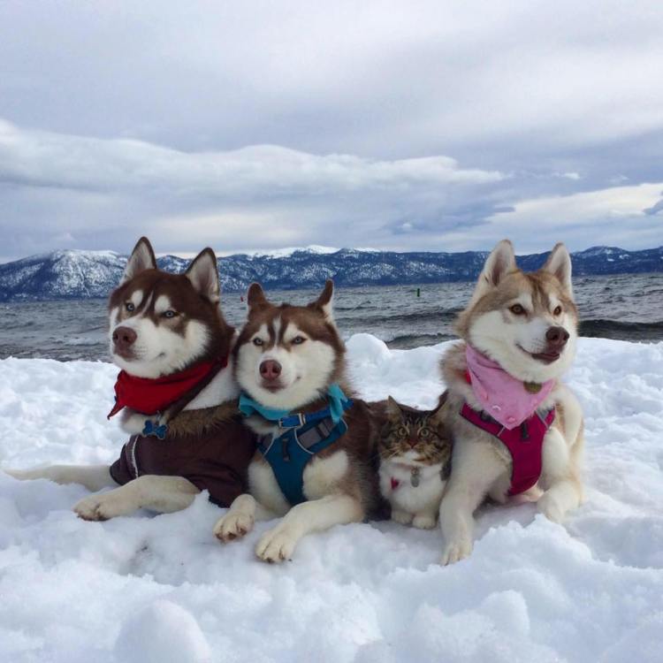 Snow-Pack.jpg?w=750&fit=750%2C750