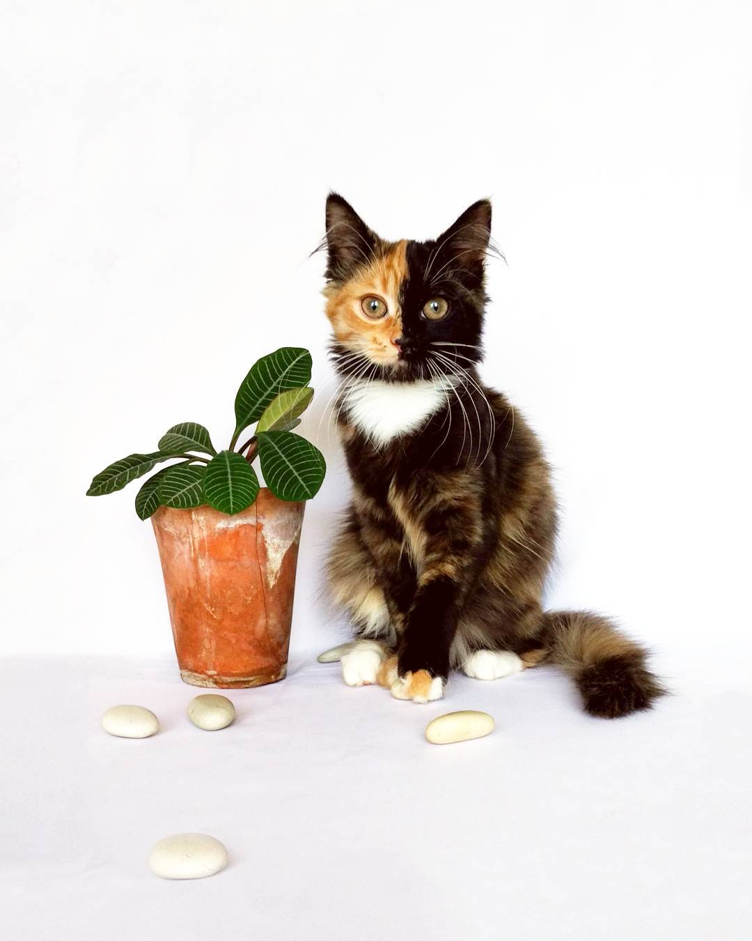 Top 103+ Images Cat With Half Black Half Orange Face Stunning