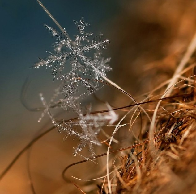 Snowflakes
