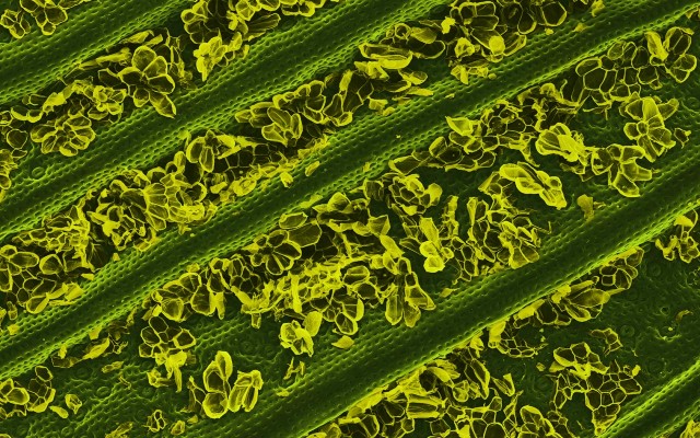 Electron Microscope Food Photos by Caren Alpert Electron Microscope Food Photos by Caren Alpert