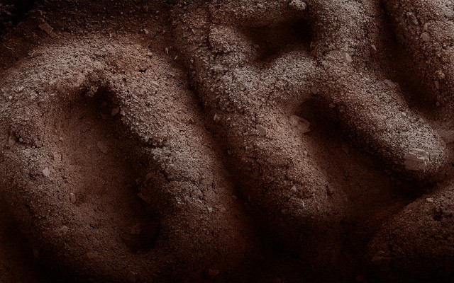 Electron Microscope Food Photos by Caren Alpert Electron Microscope Food Photos by Caren Alpert