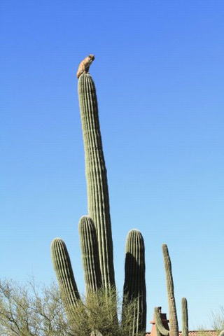 Bobcat Cactus
