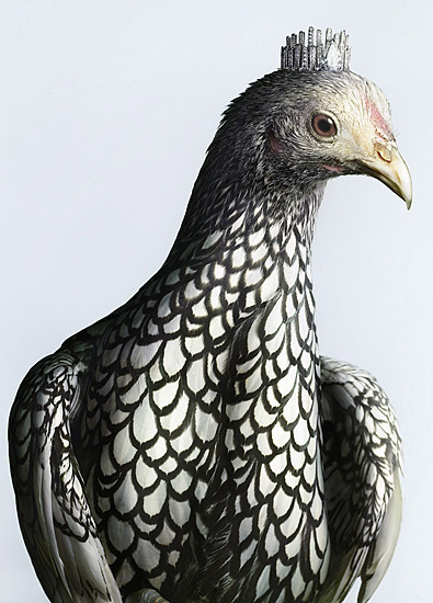 Luxury Chicks fashion chicken photos by Peter Lippmann