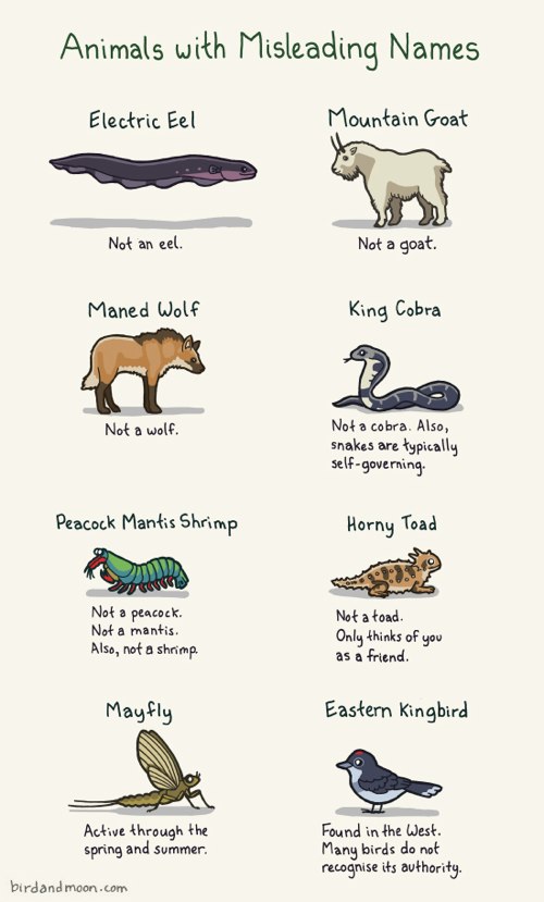 Animals with misleading names : r/interestingasfuck