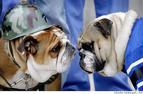 bulldog