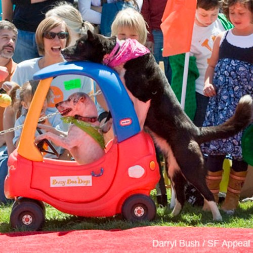 dogfest-2009