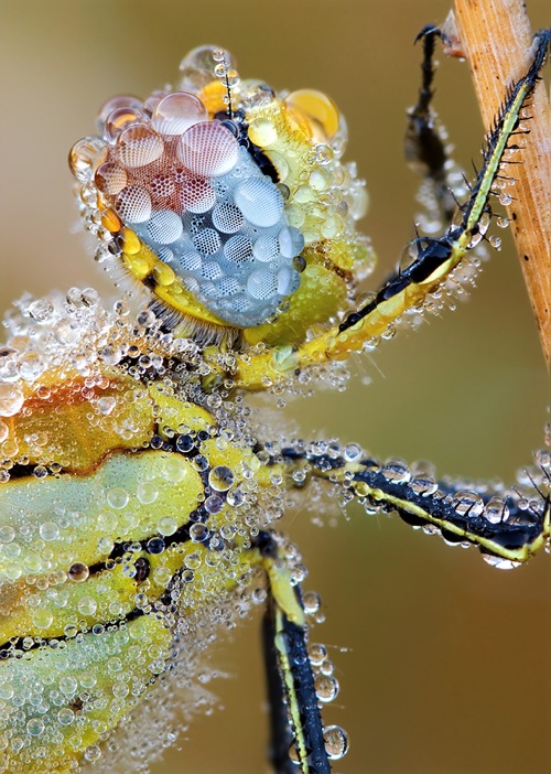 photographer that has a lovely series of close up shots of insects.
