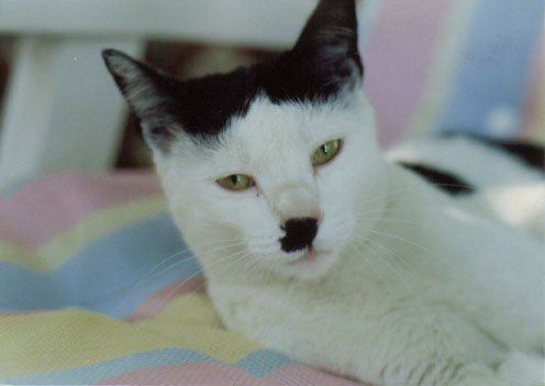 cats that look like hitler condition