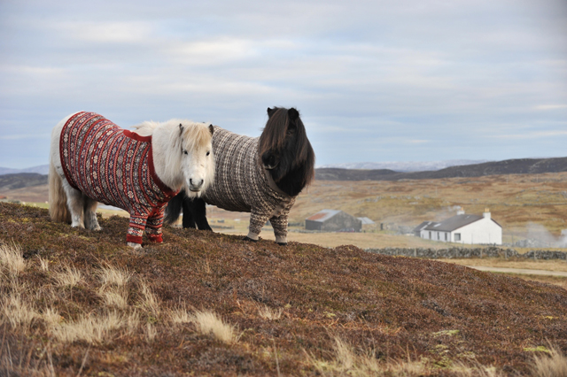 Shetland Ponies in Cardigans