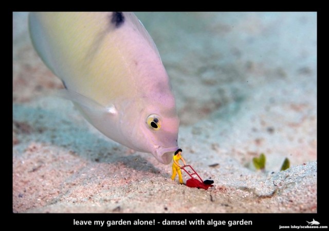 Underwater photos of miniatures interacting with marine life