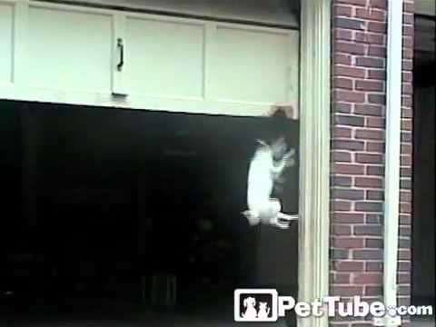 Jack Russel Terrier Rides An Opening, Can You Put A Cat Door In Garage