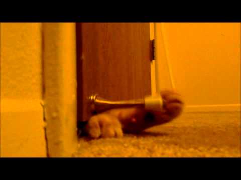 Cat Plays With Door Stop To Create Annoying Alarm Clock