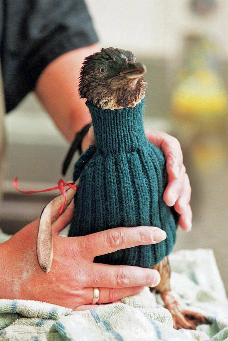 Sweaters for Penguins