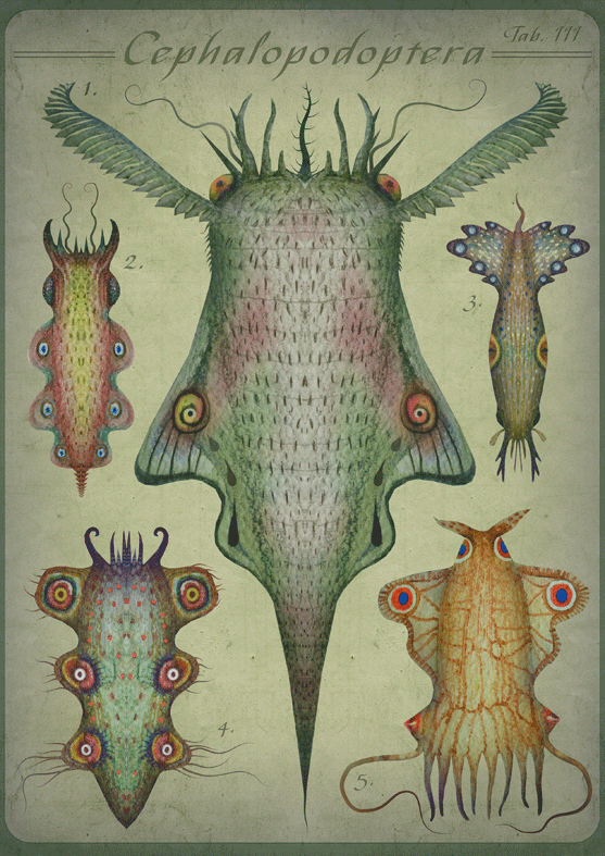 Cephalopodoptera / Tab III by Vladimir Stankovic