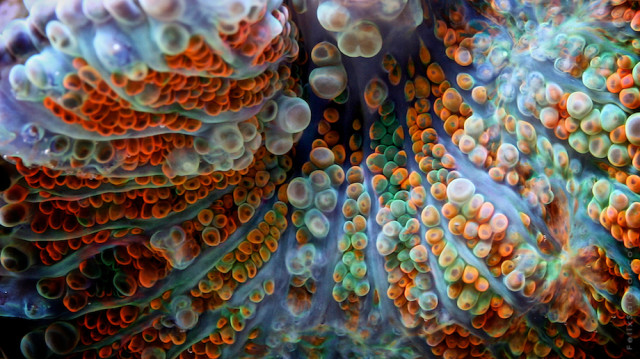 Macro reef marine life photography by Felix Salazar