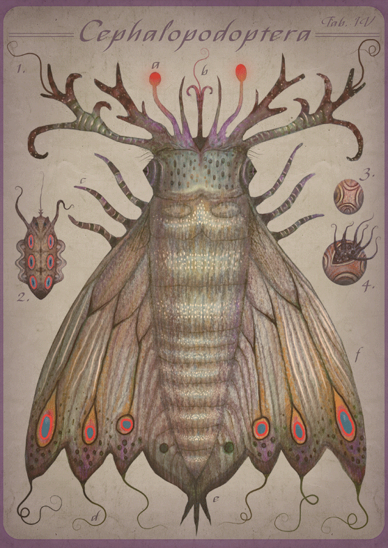 Cephalopodoptera / Tab IV by Vladimir Stankovic