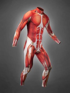 Muscle Skin Suit