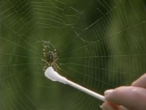 Spiders on Drugs Documentary