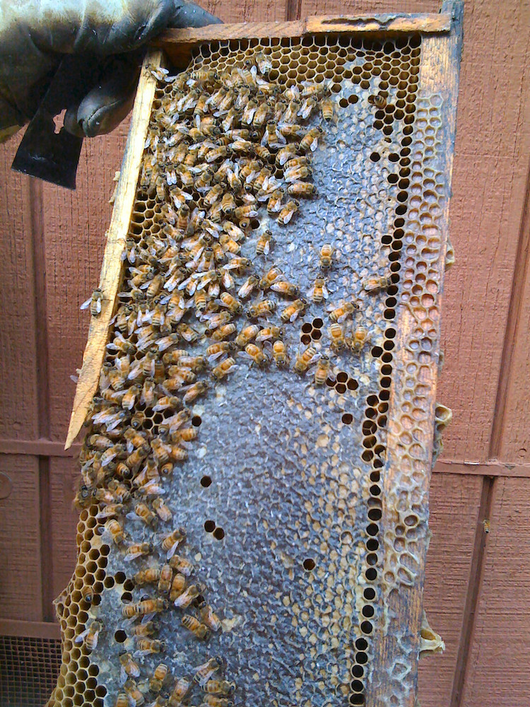 Get Bees Helps You Setup Your Own Beehive