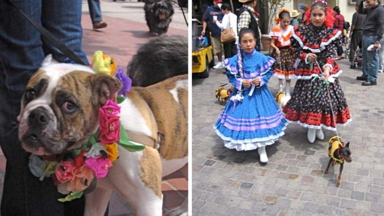 Blessing of Animals