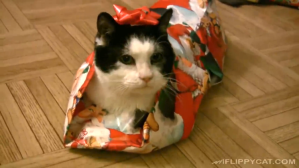 Gift Wrap Cat