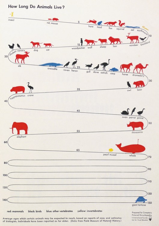 Chart Showing The Average Life Spans of Animals
