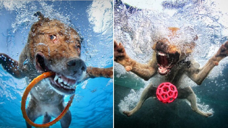 Underwater Dogs