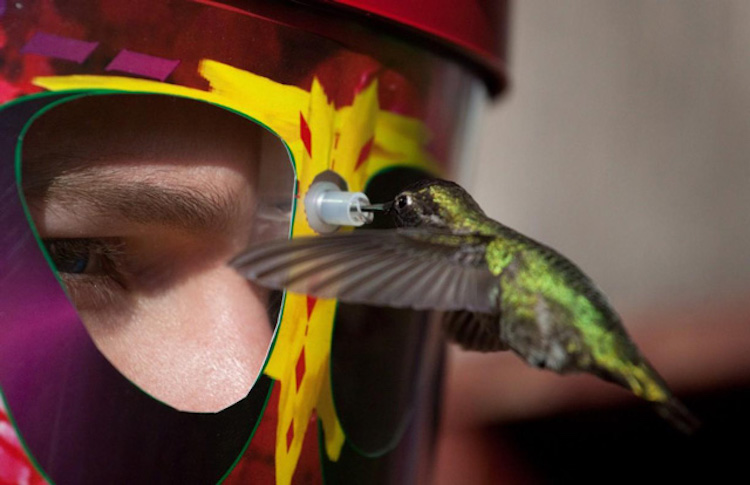 Hummingbird Feeder Mask