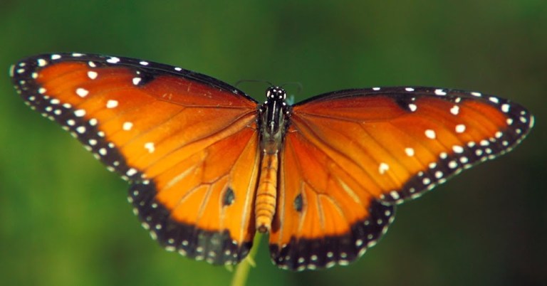 Beauty of Pollination