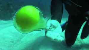 Underwater Egg