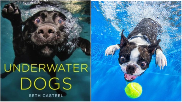 Underwater Dogs