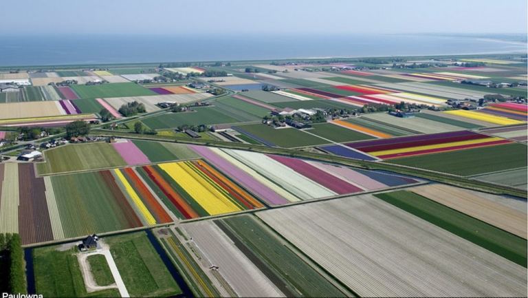 Overhead Tulips