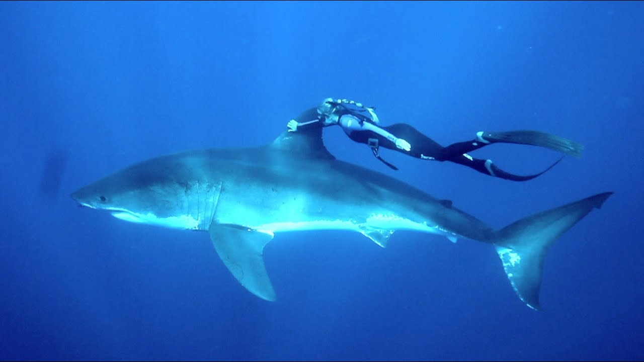 Woman Bravely Holds Onto a Great White Shark's Dorsal Fin as They ...