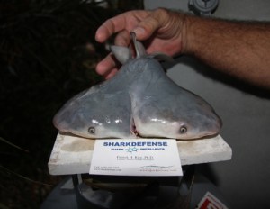 Two-Headed Bull Shark Fetus