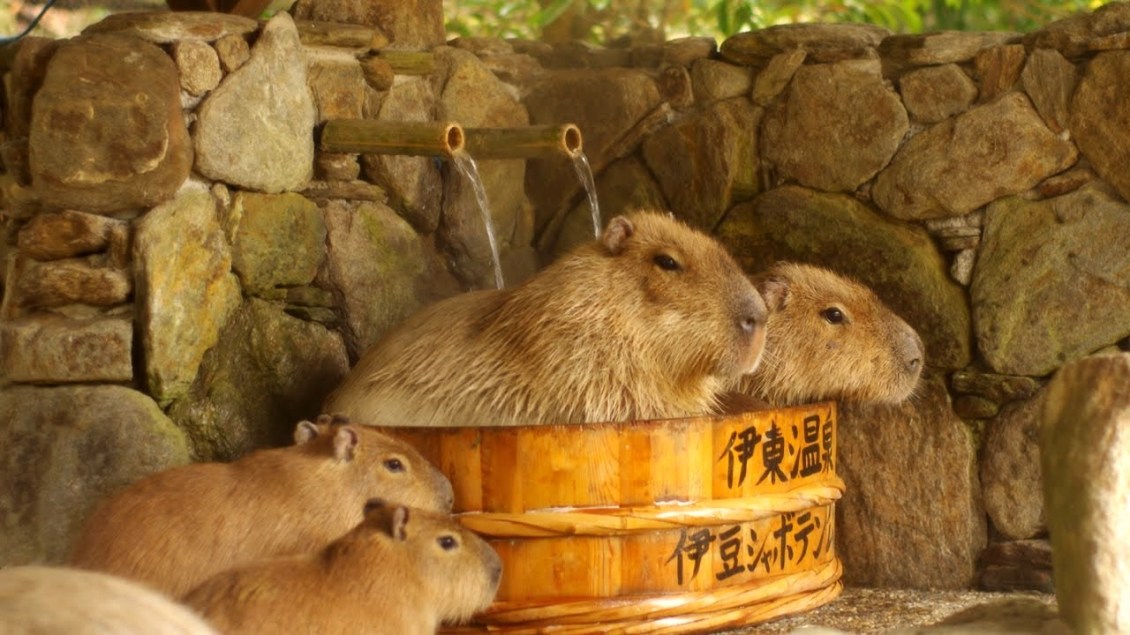 Capybaras in Hot Tub