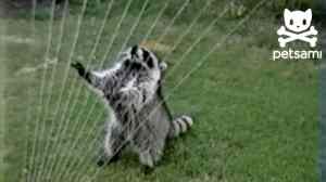 Raccoon Sprinkler