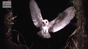 Slow Motion Barn Owl Attack