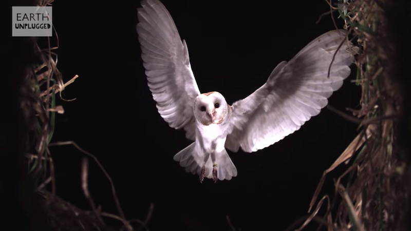 Slow Motion Barn Owl Attack