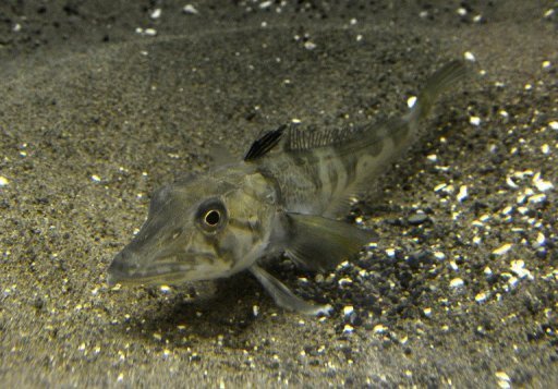 Ocellated Ice Fish