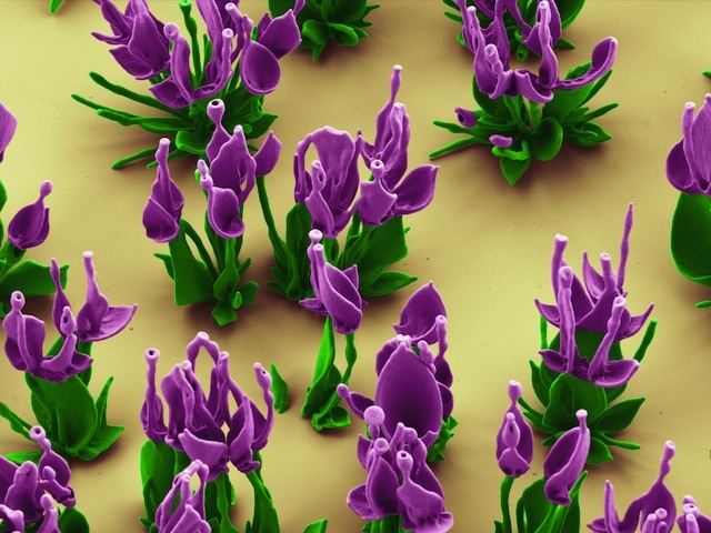Microscopic crystal flowers